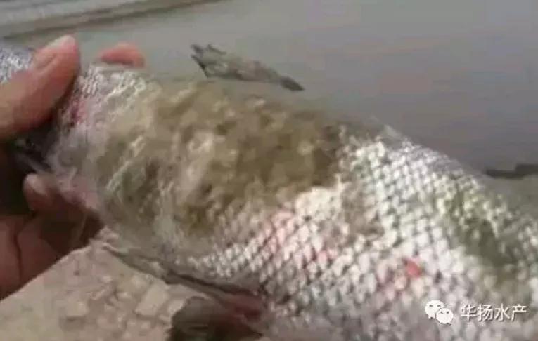 水霉病最快的彻底解决方案,水霉病可以治愈吗