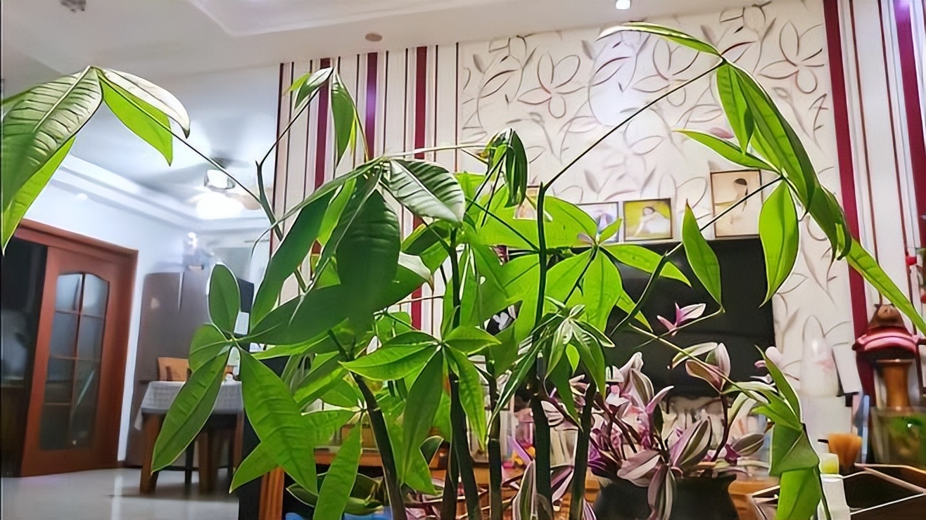 抗冻开花寓意旺家的盆栽植物花卉,旺家四季开花耐寒耐热植物