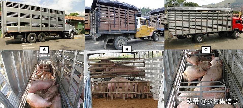 丹麦最先进的养猪企业,丹麦养猪成功经验