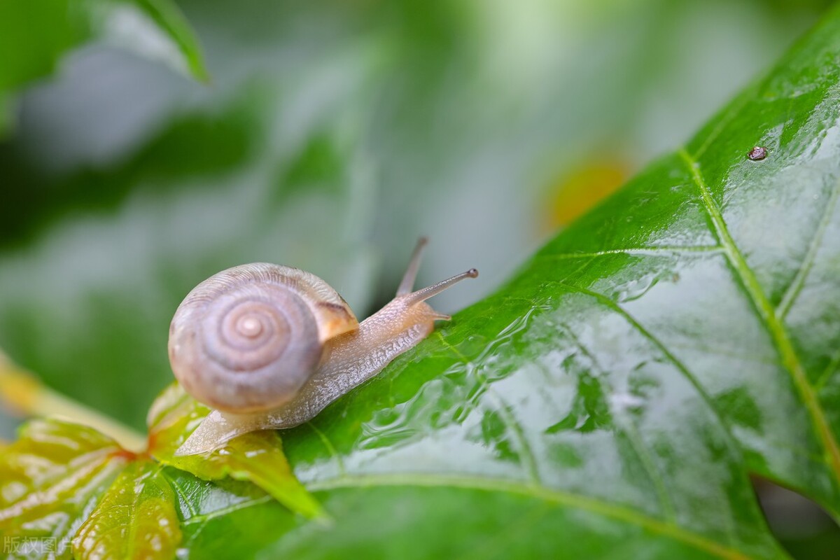 十个看似不真实但却真实存在的动物事实