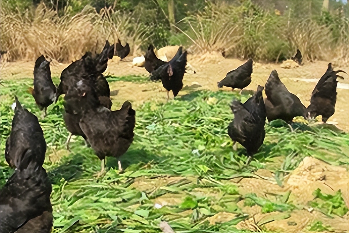 绿壳蛋鸡的养殖全过程,绿壳蛋鸡的正确养殖方法