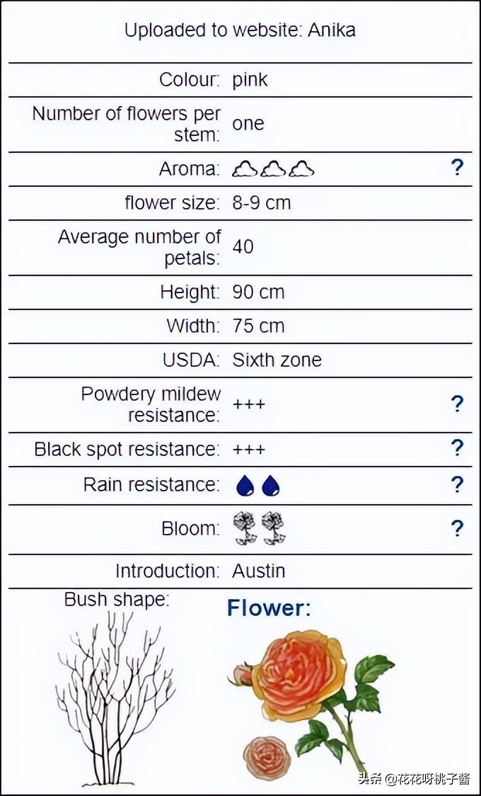 花期特别短暂开放好看的粉色月季,粉色可爱融化你的少女心月季