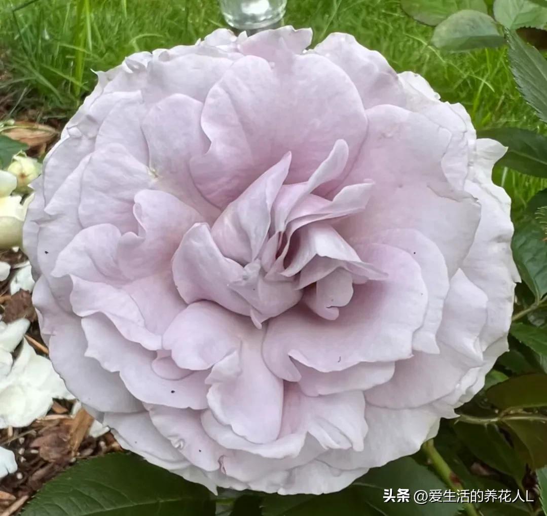 五彩斑斓颜色艳丽的月季花图片,各种色彩缤纷艳丽的月季花图片