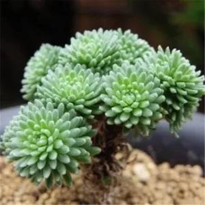 星美人,星美人怎么养