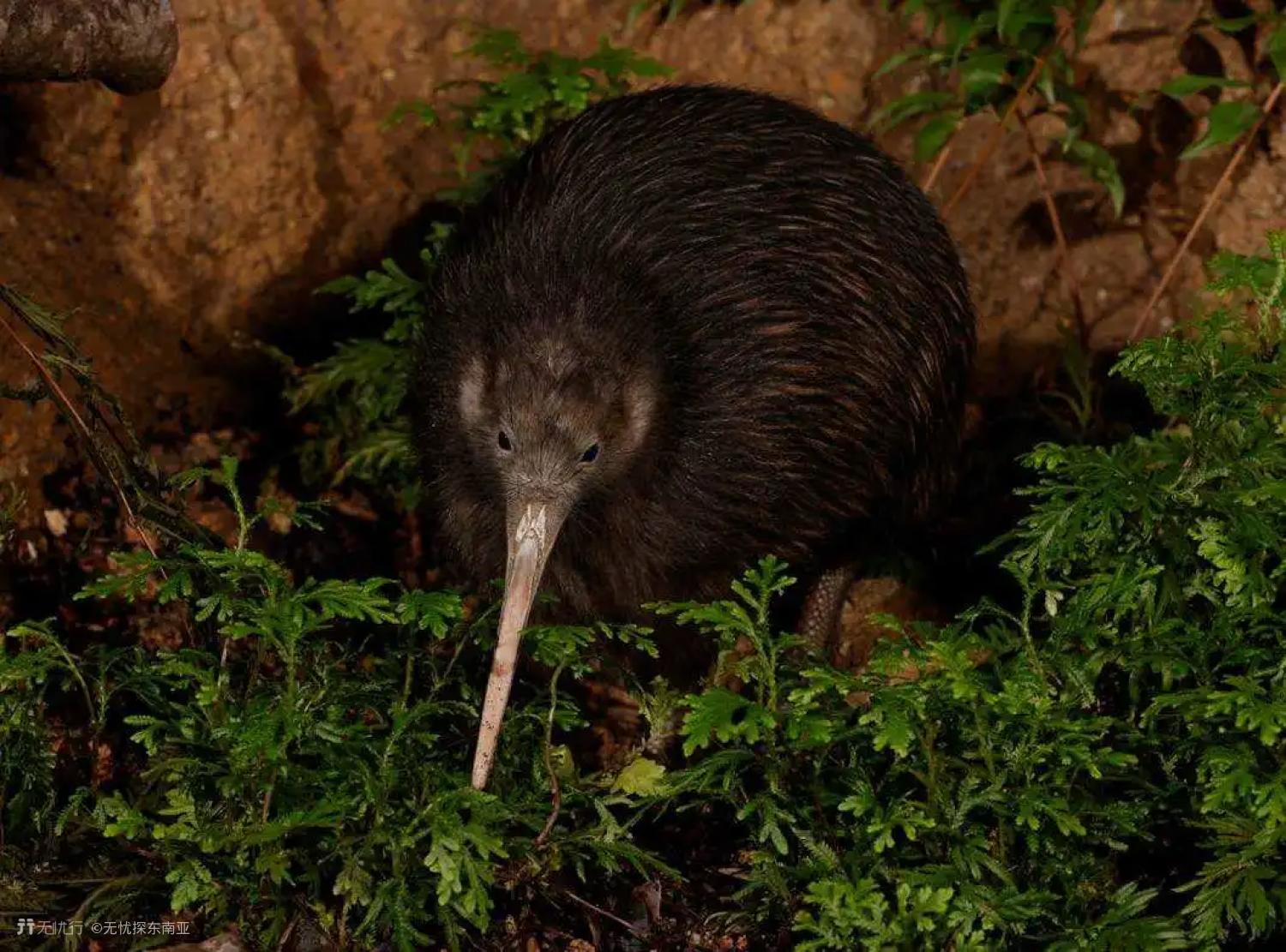 新加坡花园游玩攻略,新加坡自由行旅游指南