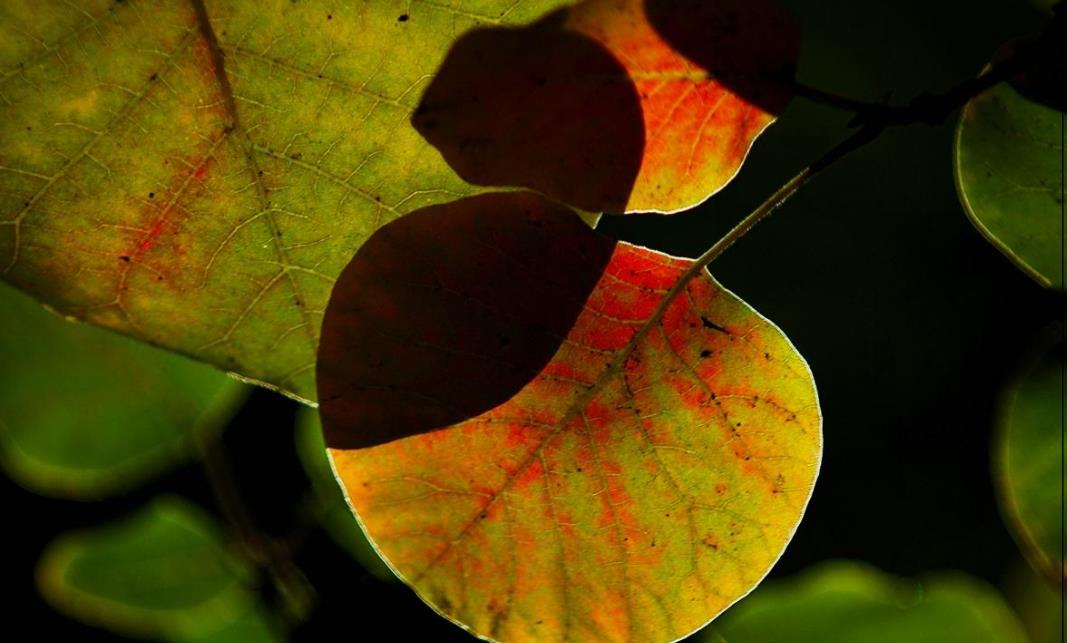 最孤独的境界无人与我立黄昏,人生最大的孤独莫过于