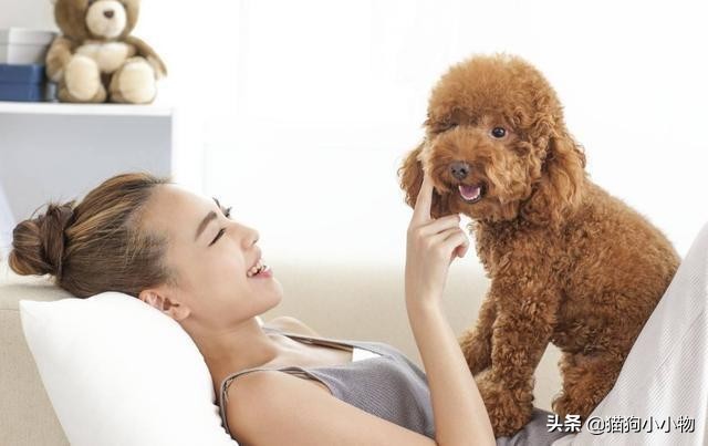 怎么挑选一只凶猛又护主人的狗,怎样挑选一只聪明又听话的狗