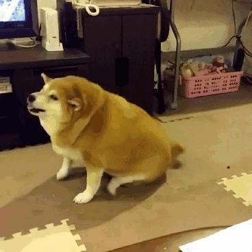 狗狗全身趴地对你摇尾巴,狗狗为什么会摇尾巴