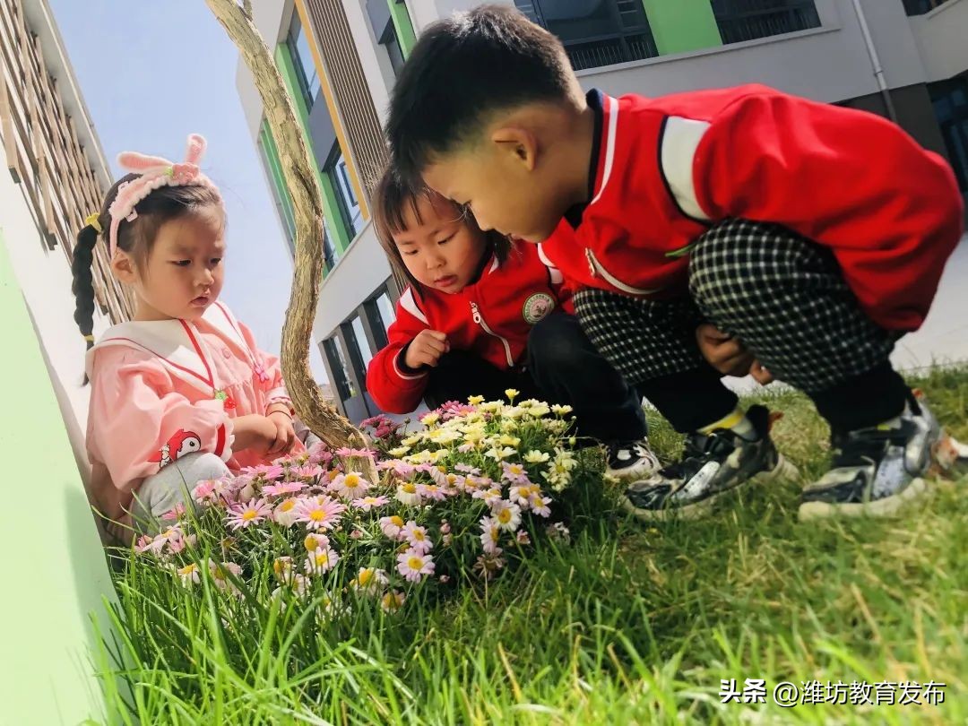 美！潍坊校园春景强势来袭