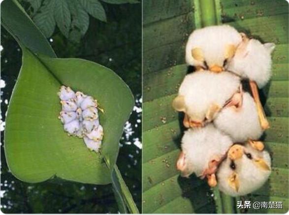 分享各种各样的动物,保证你没见过的20种新动物