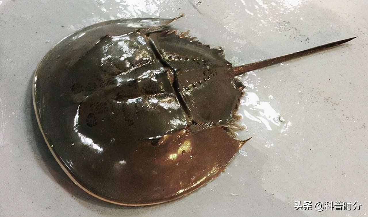 4亿岁生物被疯狂抽血,4亿多年蓝色血液引人类陷入绝境