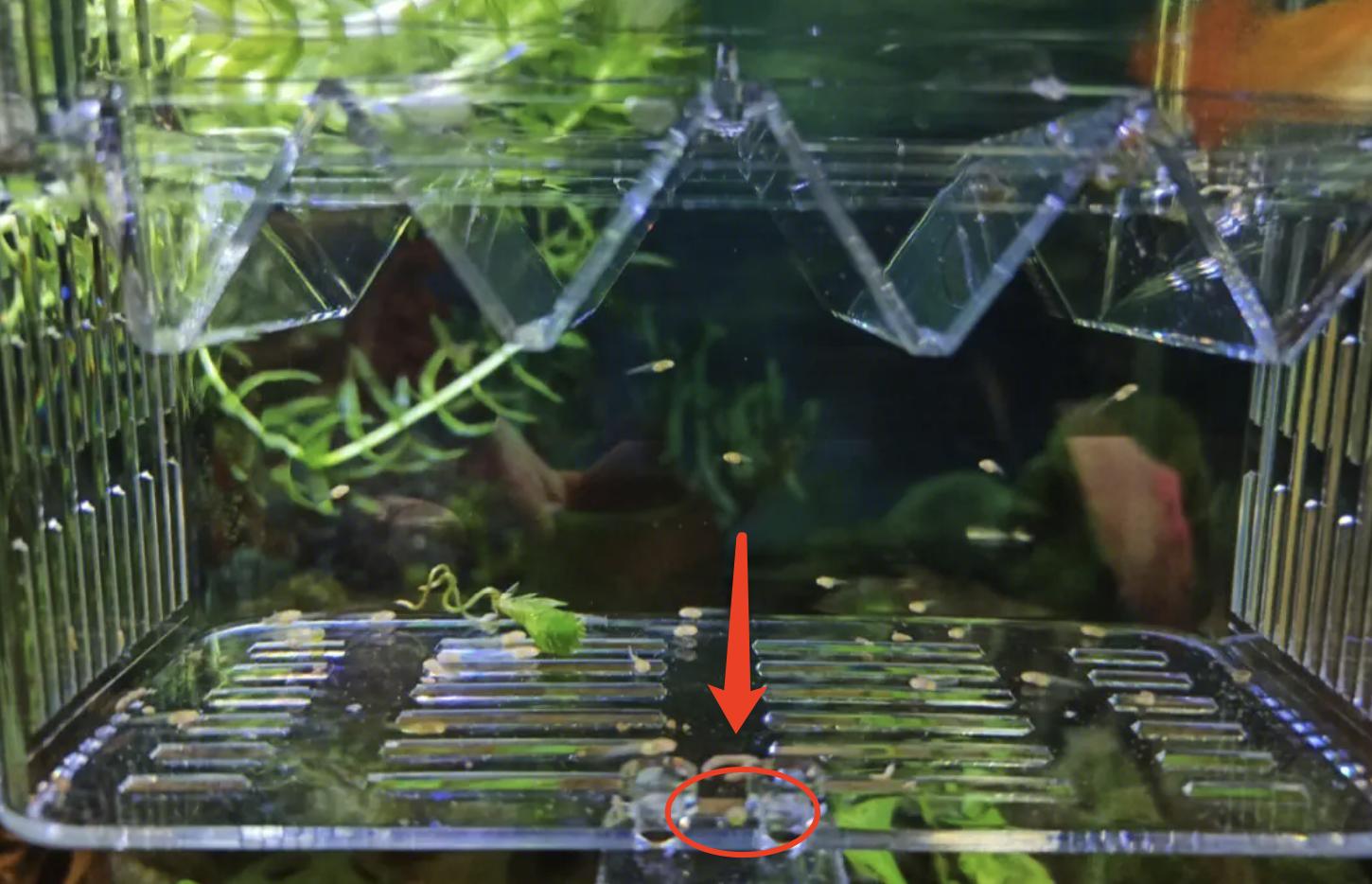 孔雀鱼怎样快速生蛋呢图片,孔雀鱼母鱼没有受孕会生蛋吗