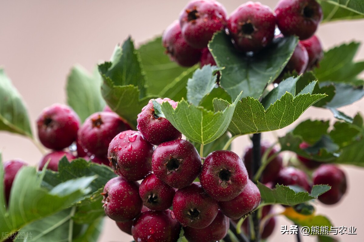 山楂常见病害及防治,山楂出现药害用什么药解