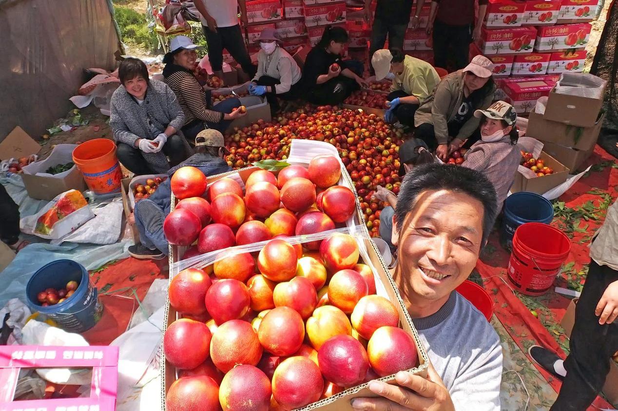 新绛油桃喜获丰收,陕西富平县小樱桃结出致富果
