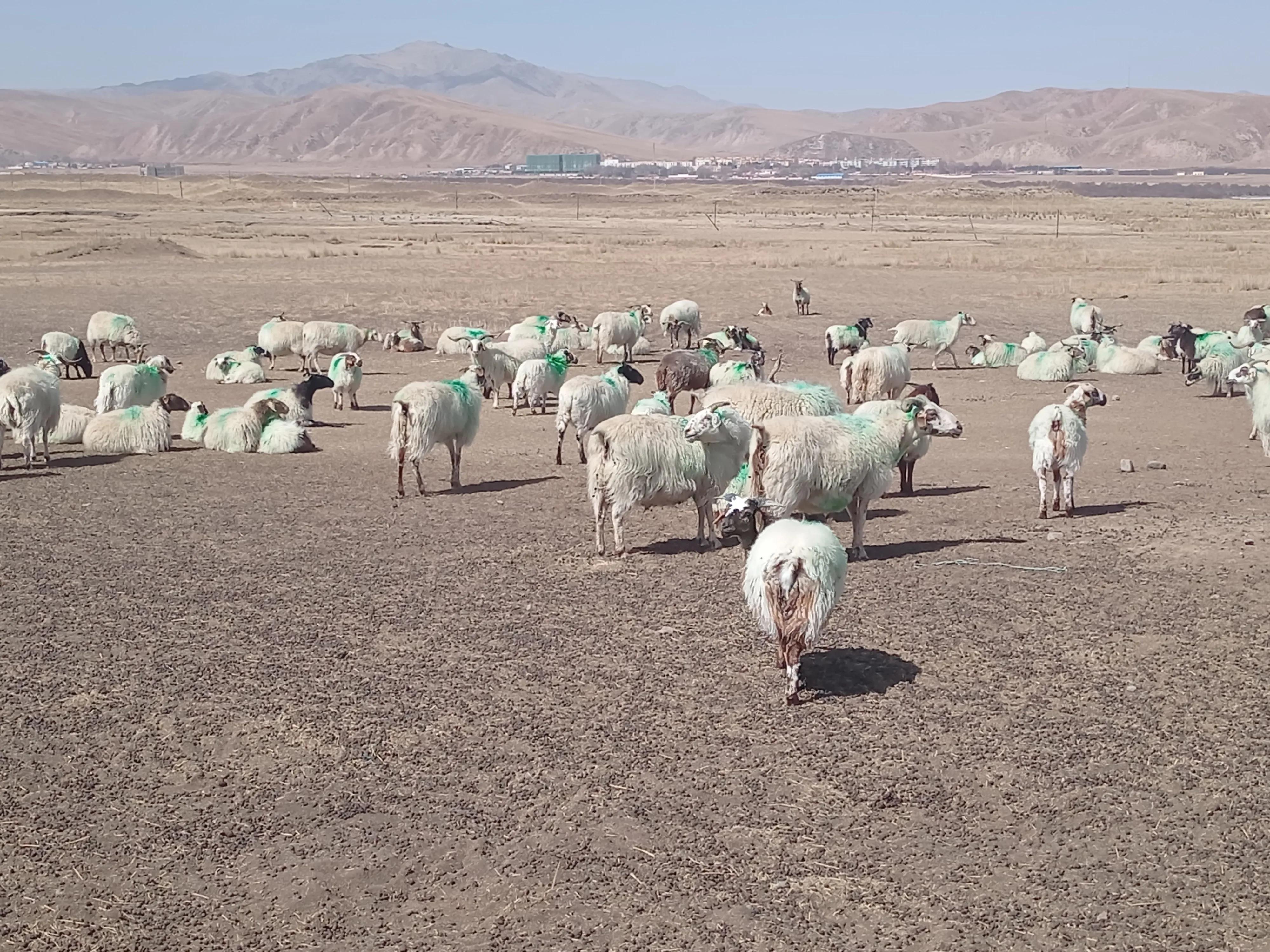 农村家庭养羊应注意的几大问题,新手养羊这五点一定要了解