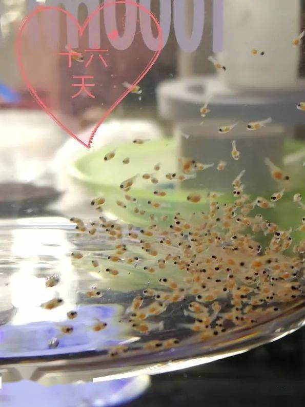 金波子一般熟悉环境多久开始繁殖,繁殖金波子用多大缸