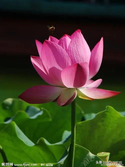 处暑节气通常在秋季吗,大暑是二十四节气的第几个节气