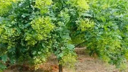 家乡的老槐树是我的乡愁,老槐树的思念