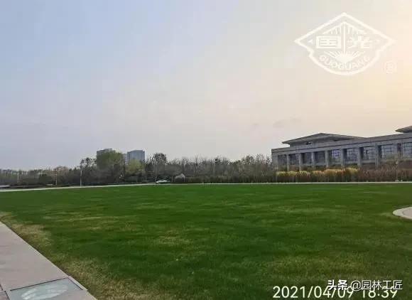 草坪越冬一般留多长,早熟禾草坪怎么越冬