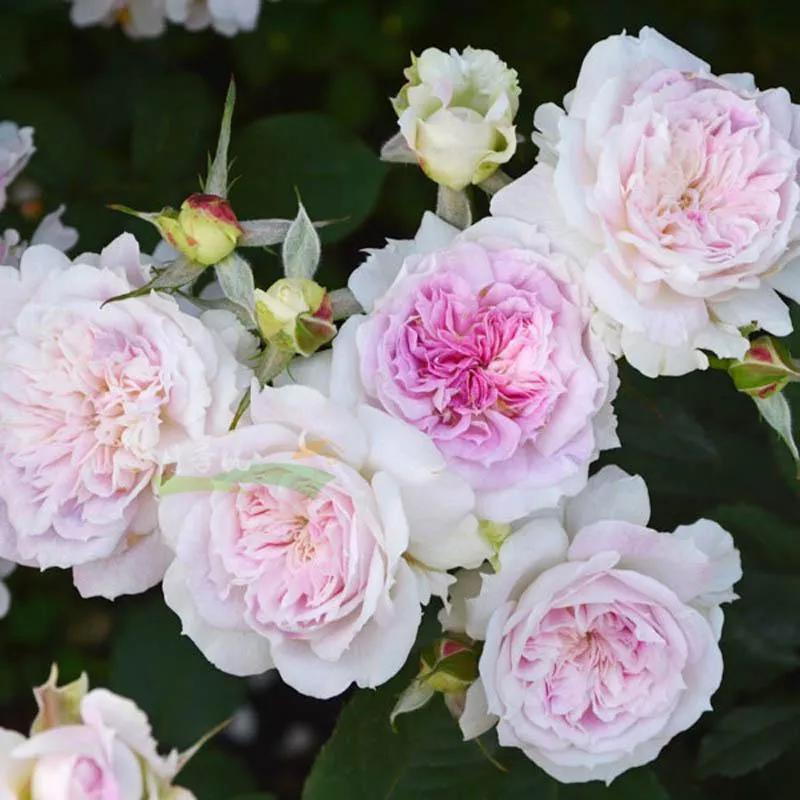 常见切花月季一览（45）