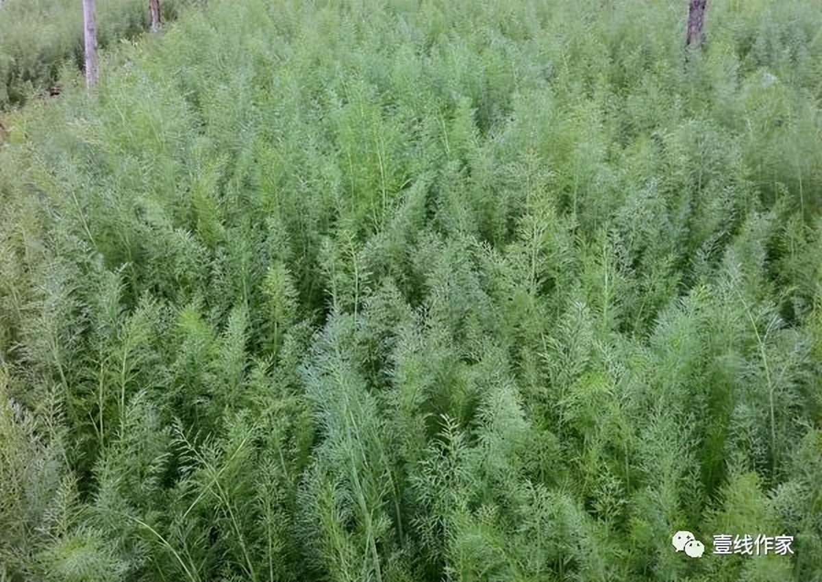 非虚构长篇小说,非虚构故事