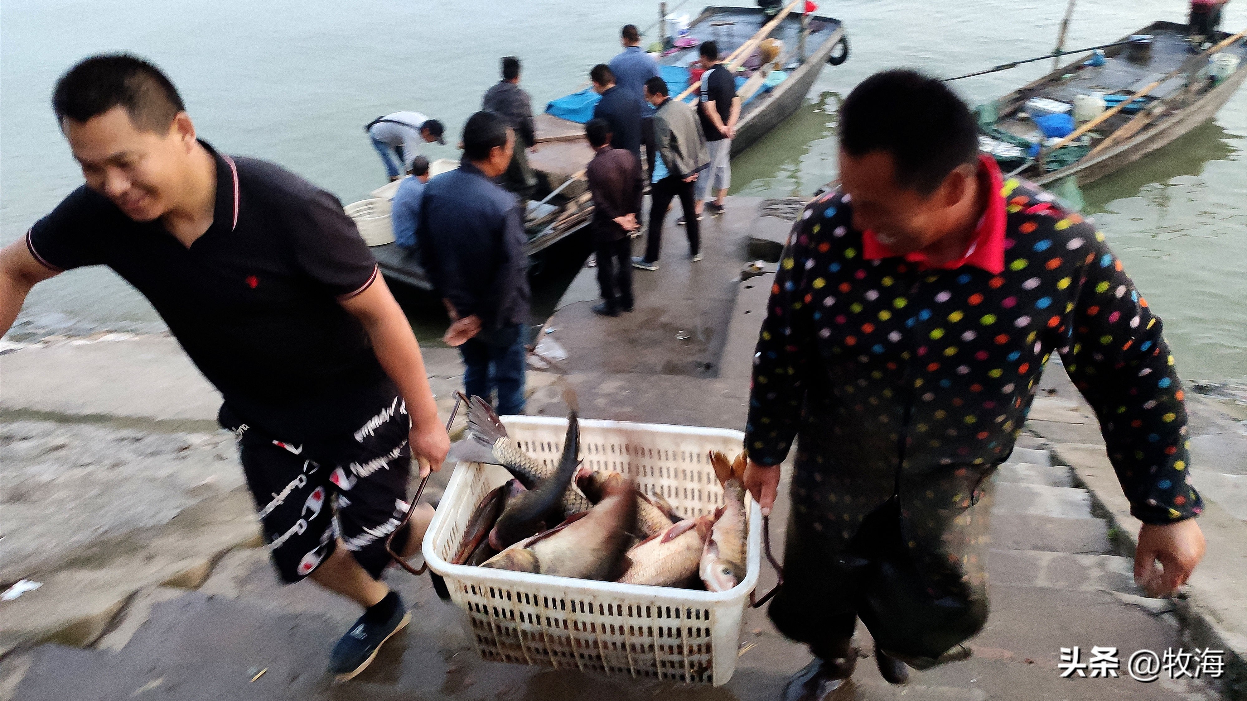 骆马湖菹草爆发原因,骆马湖采砂纪录片