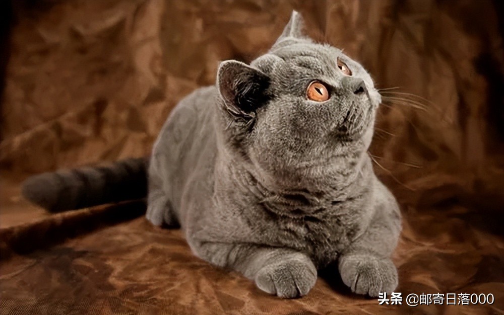 旺财的猫有哪些特征,十大旺财猫排名