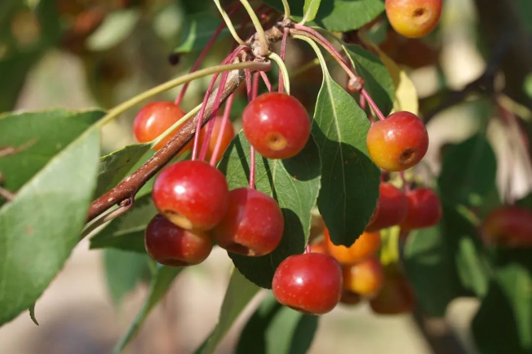 蔷薇科水果是什么,蔷薇亚科著名水果