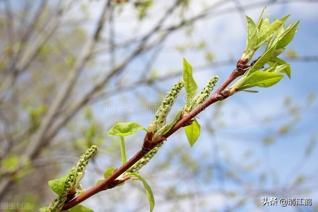 杨树发芽生了带壳小虫,杨树刚发芽就枯萎用什么药灌