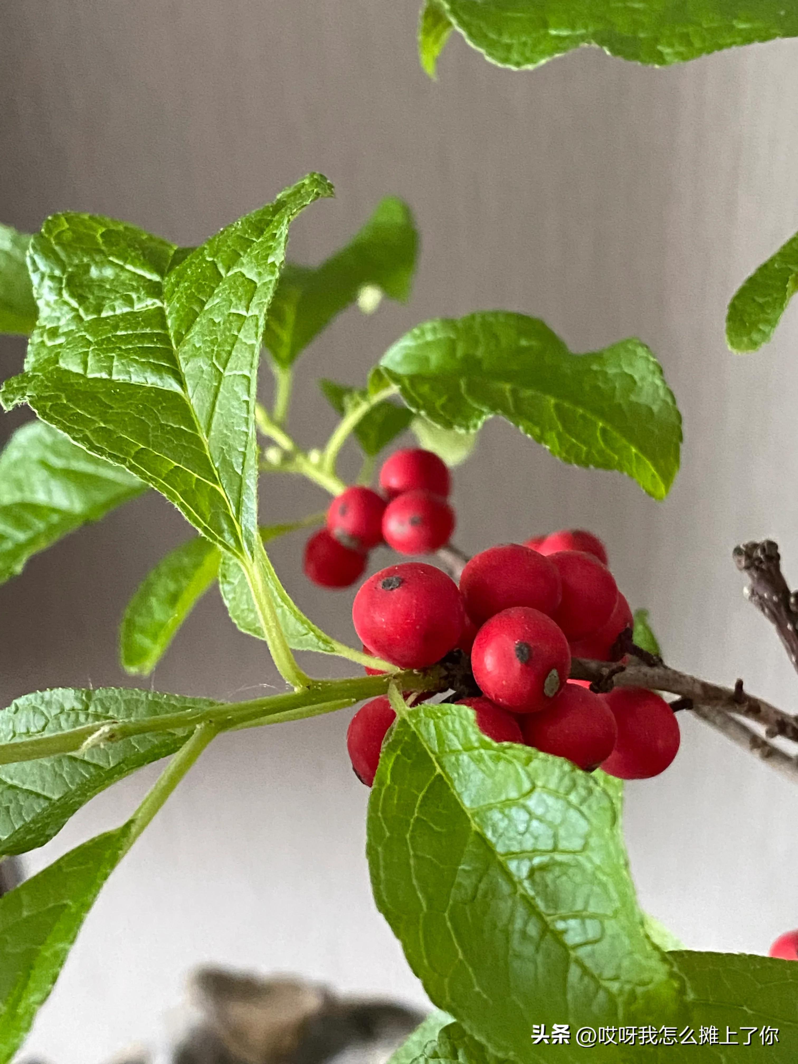 北美冬青,北美冬青的卖点