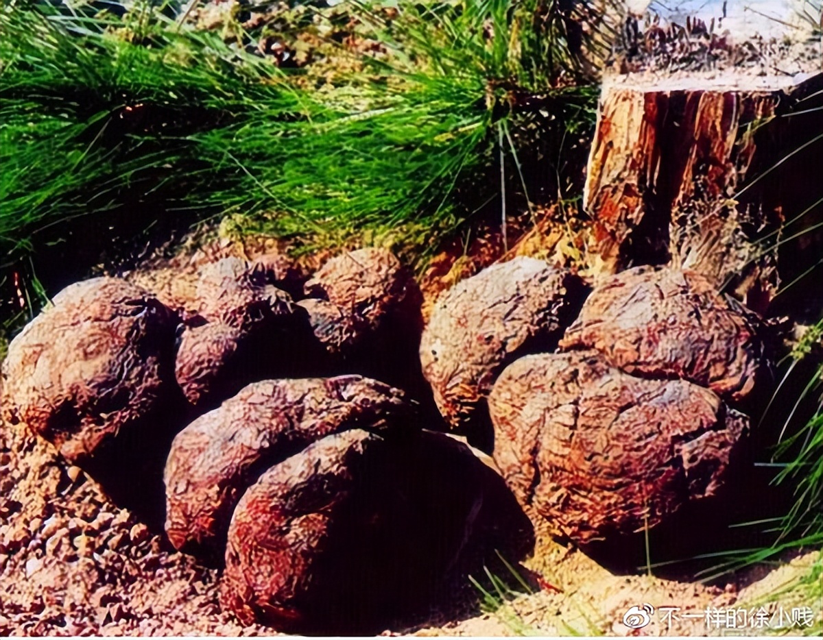 带你识别缅北电信诈骗的套路,带你识别新型毒品