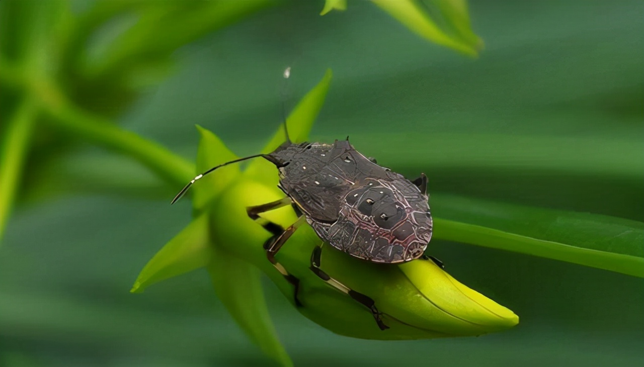 臭屁虫怎么防护,臭屁虫的日常