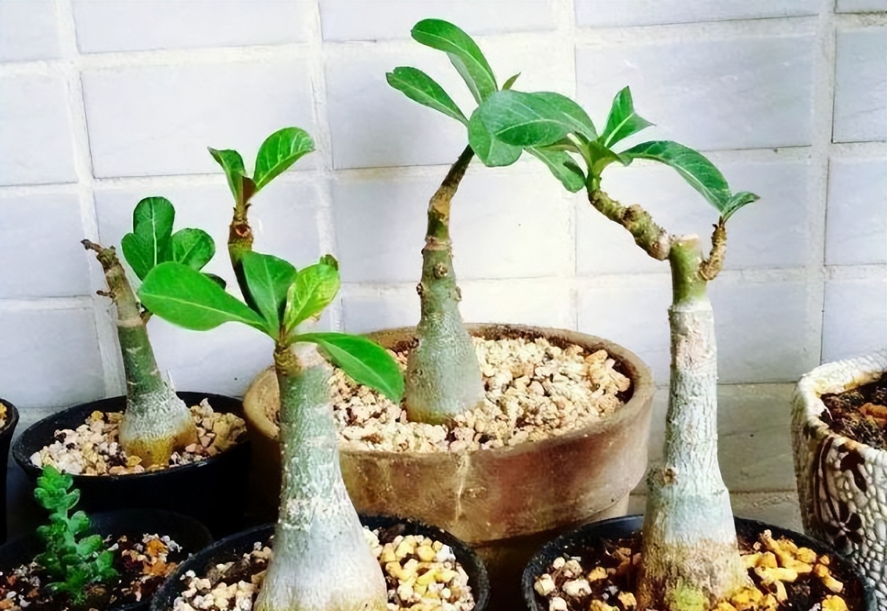 5种富贵花,7种家养富贵花