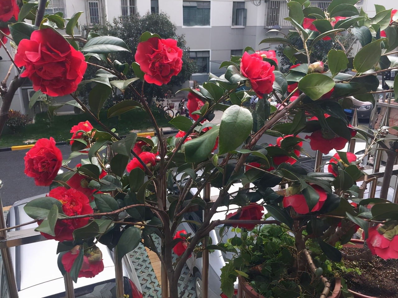 克瑞墨大牡丹花期,克瑞墨雪中开花