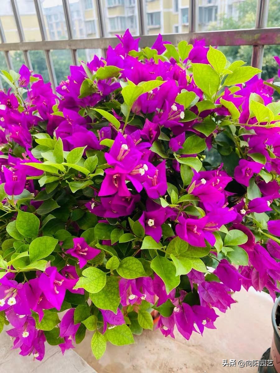 网上卖的花卉营养液有用吗,营养液浇花兑水比例1比300怎么兑