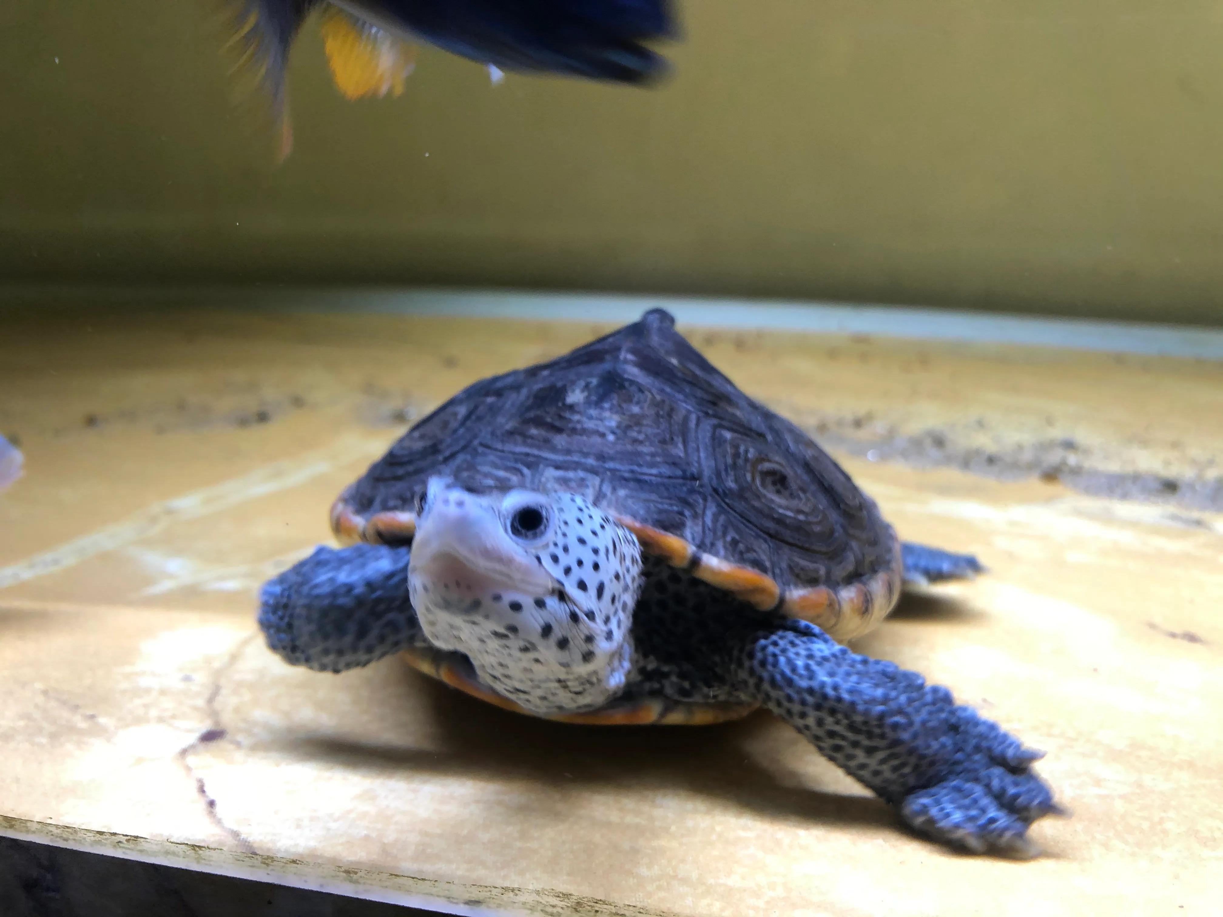 养龟上瘾,养龟人有什么特征