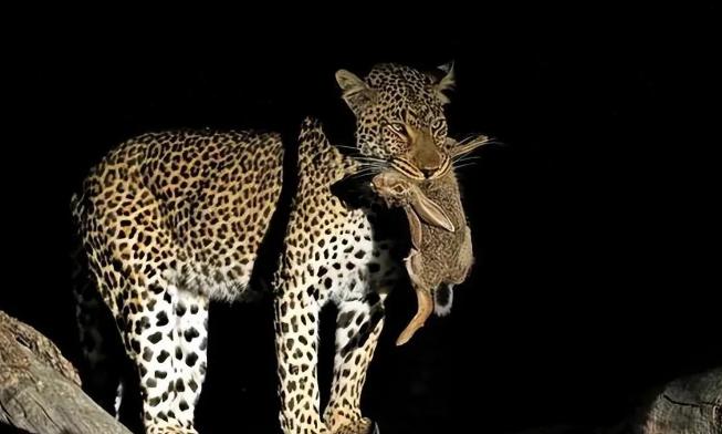 涓栫晫鍗佸ぇ瓒呮ā韬潗鍥剧墖鍥炬枃,涓栫晫鍗佸ぇ瓒呮ā鎯婅壋鍐欑湡