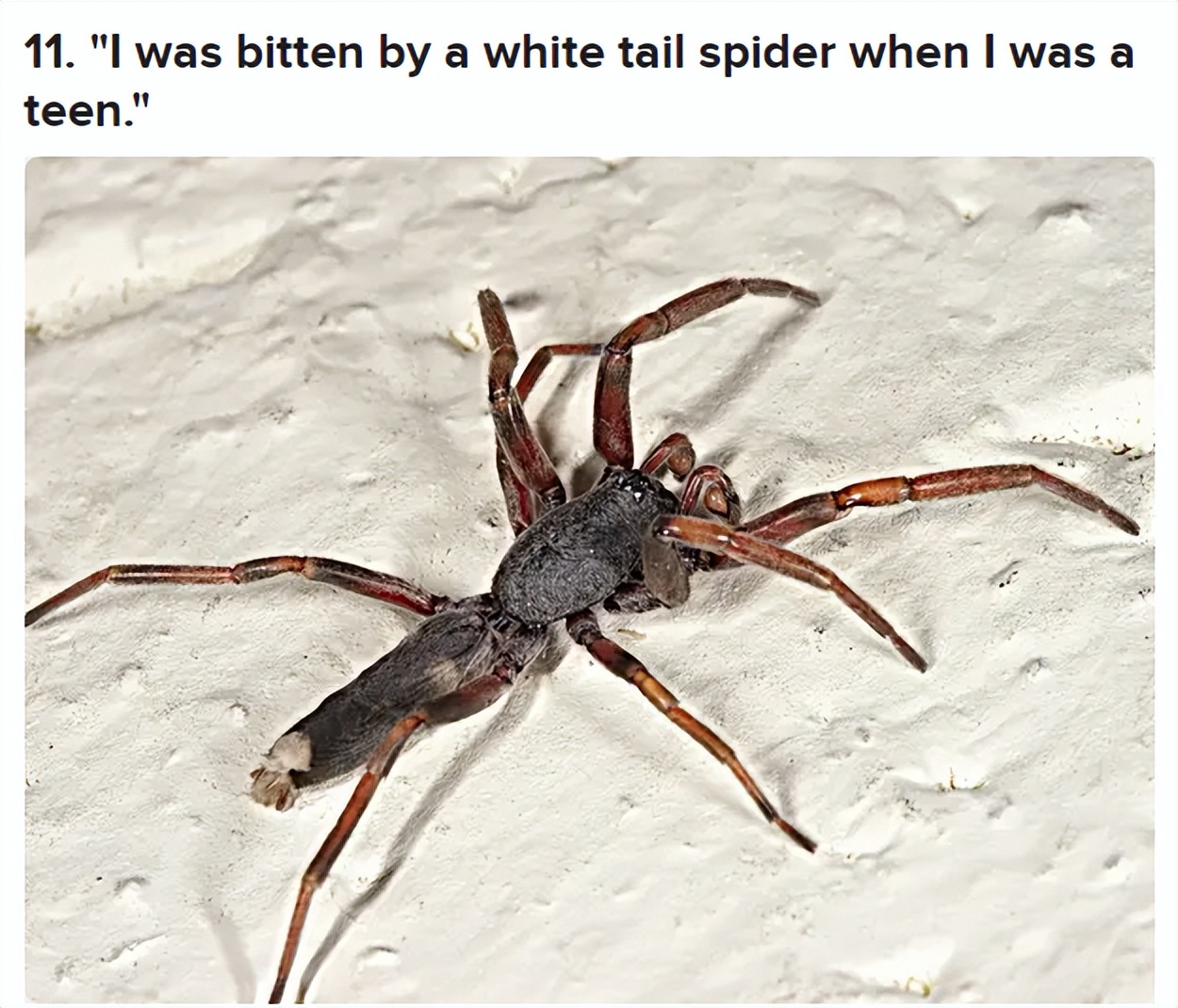 被毒的动物咬了会发生什么,亲身体验被有毒的动物咬