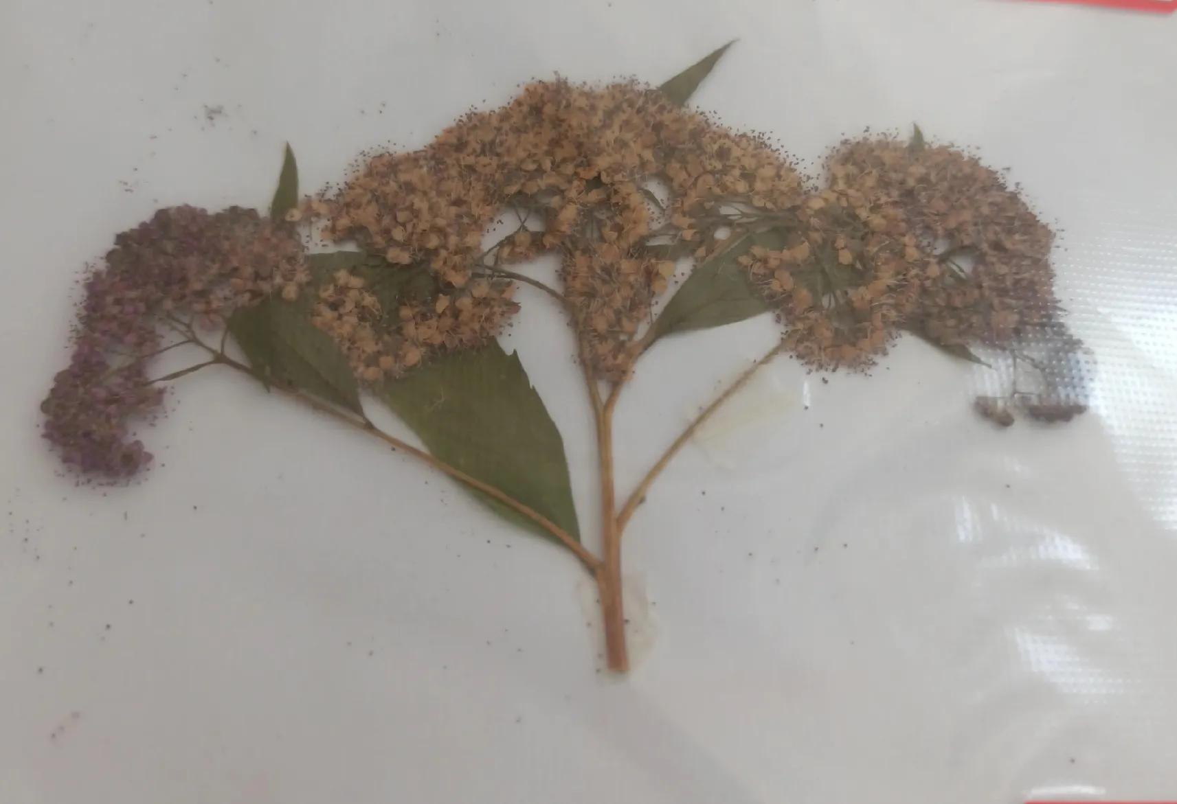 植物标本简单记录,常见却不普通的植物标本