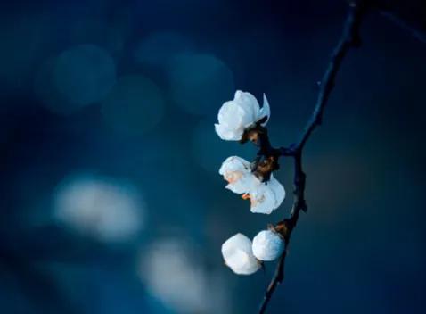 心若从容便是优雅的句子,愿岁月静好优雅而从容