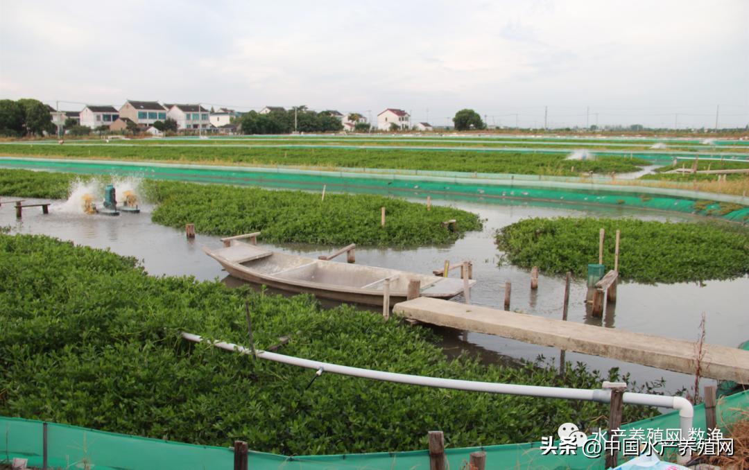 阳澄湖大闸蟹今年养蟹新技术,蟹农辛辛苦苦养了一年的大闸蟹