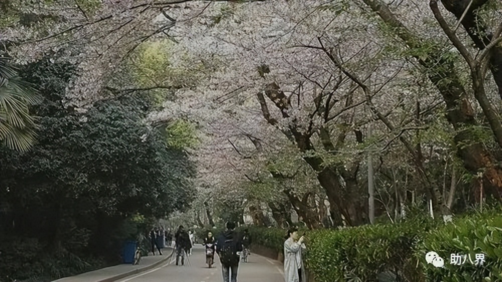 武汉必打卡的十大景点介绍,武汉南湖网红打卡景点