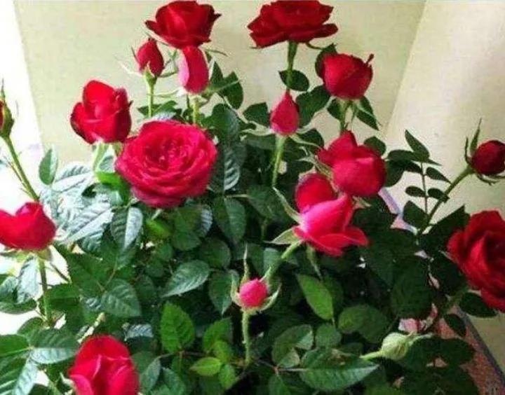 情人节送10朵红玫瑰什么意思,情人节送红玫瑰