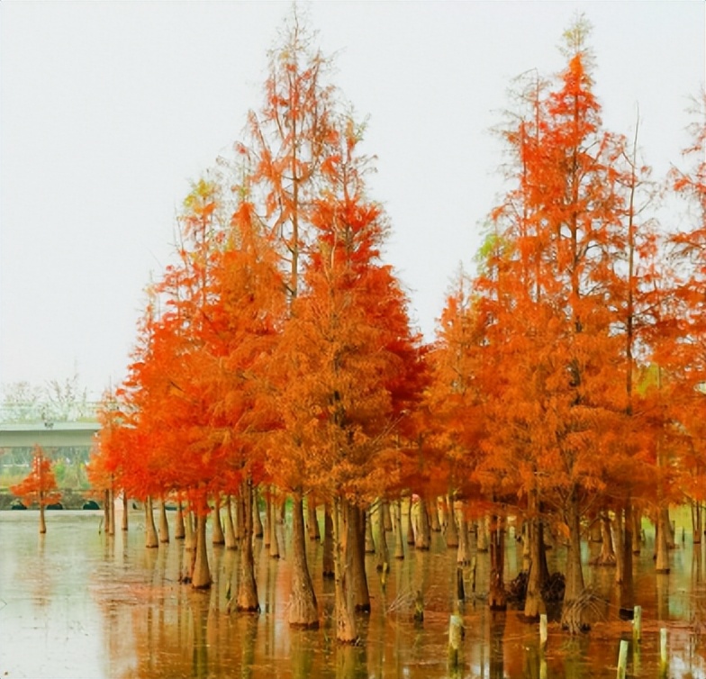 天府绿道骑行路线攻略,第一次骑行天府绿道攻略