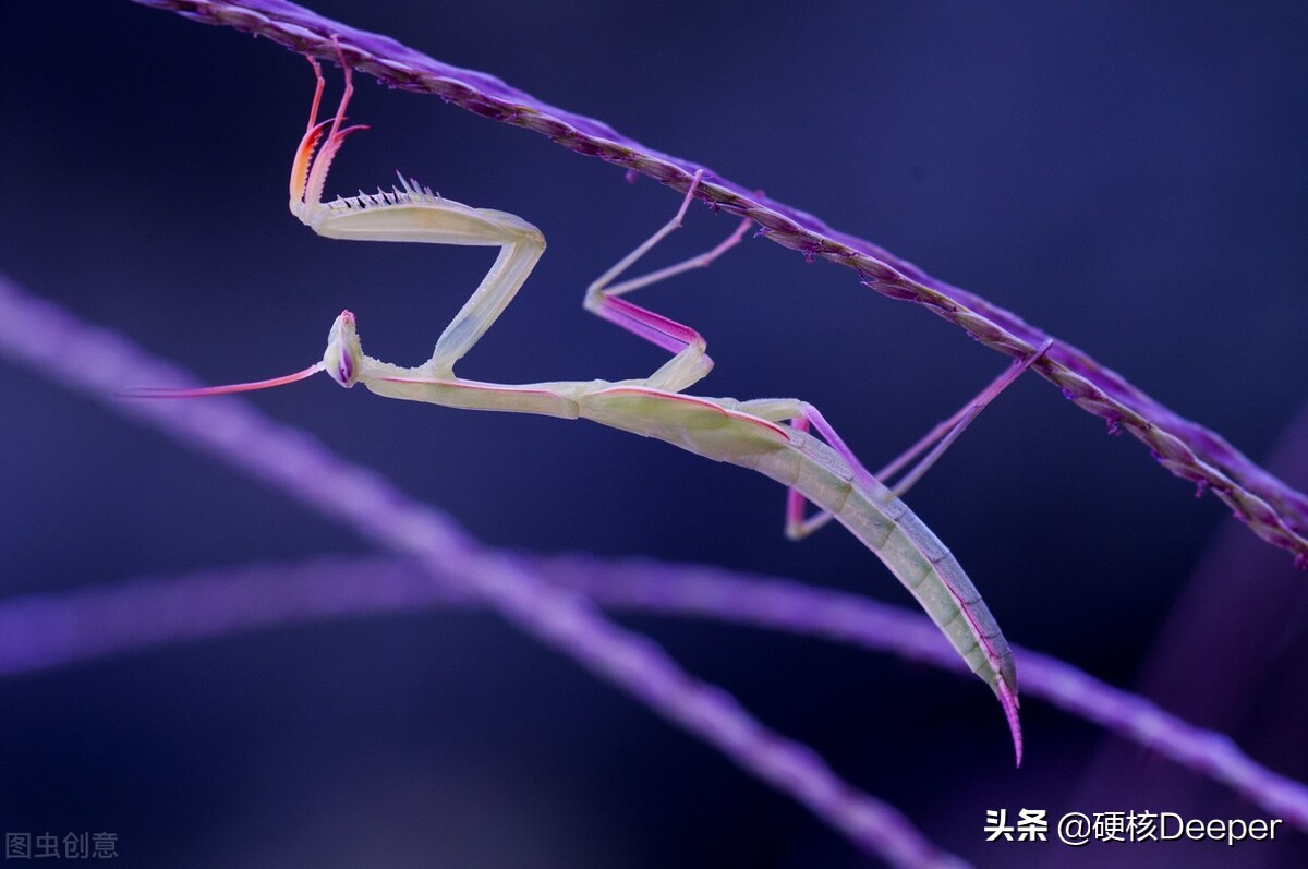 人类交配会产生快感，但分娩时很痛苦，真是自然进化的最优解吗？