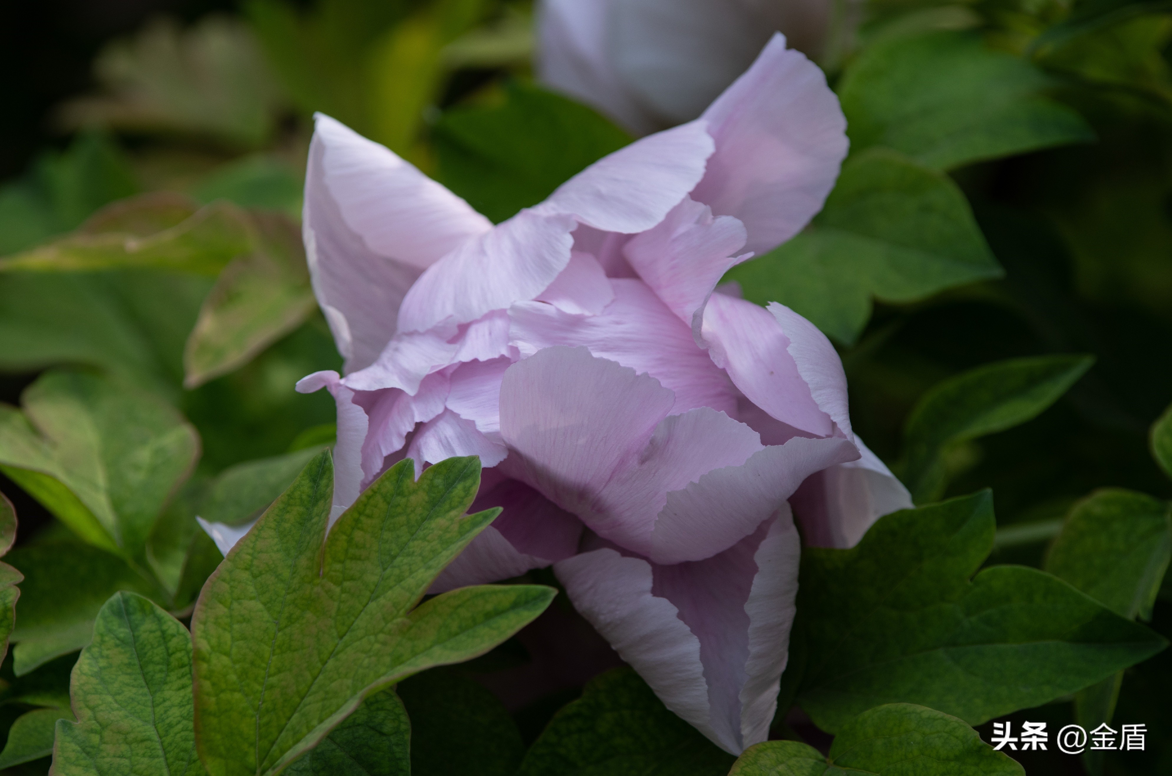 牡丹放在人面前人们会说雍容华贵,雍容华贵的国之牡丹惊艳了世界