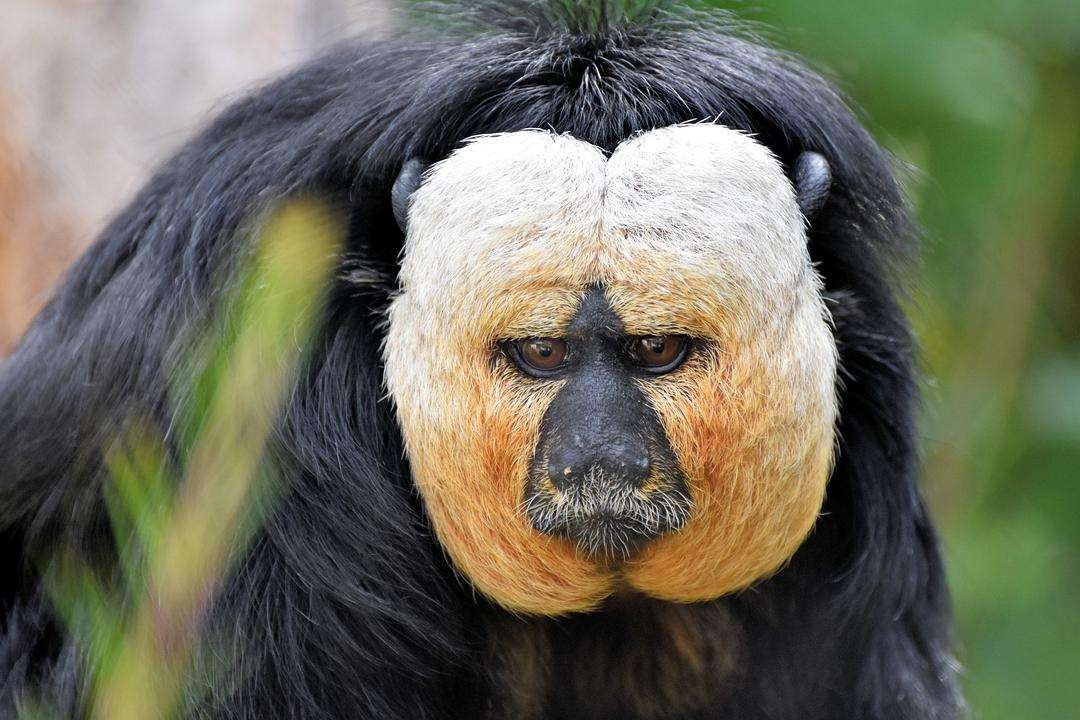 国人害怕的老猫猴子，居然是从非洲来的？黑毛白脸的怪物是什么？