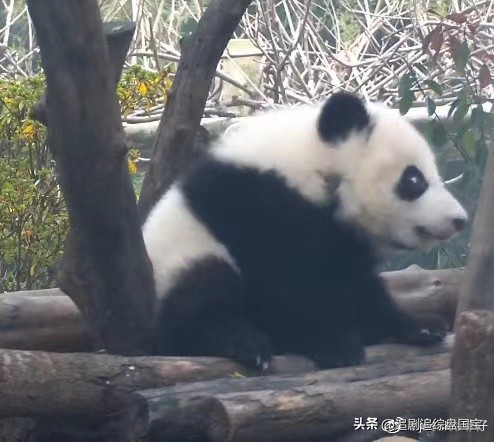 盘点2023年回归的大熊猫,国宝大熊猫资料整理全部