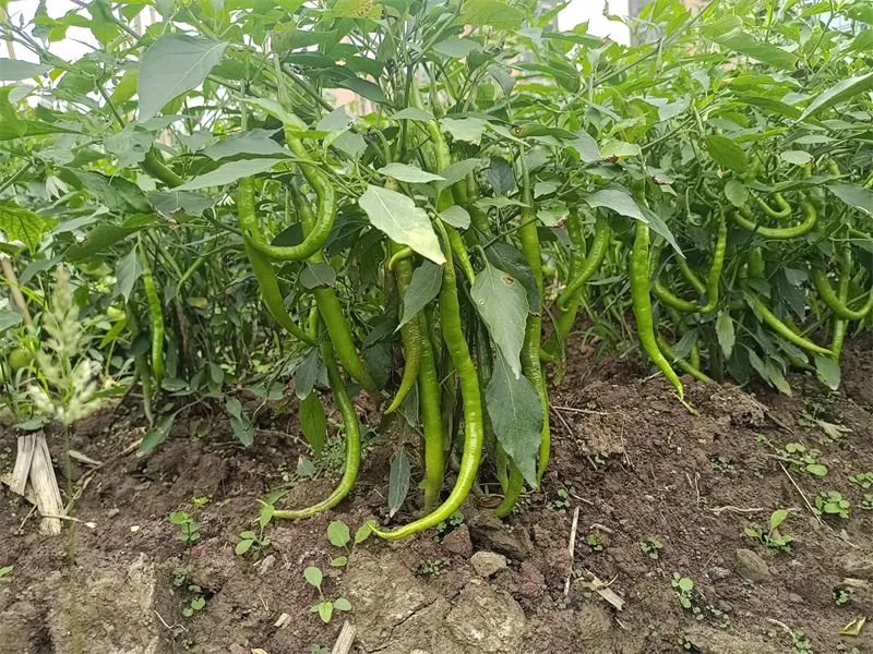 「重庆市六十五中学」劳动砺心志，实践促成长