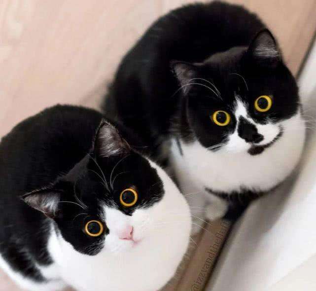 猫界的二哈是哪种猫,被大多数网友称为猫中二哈